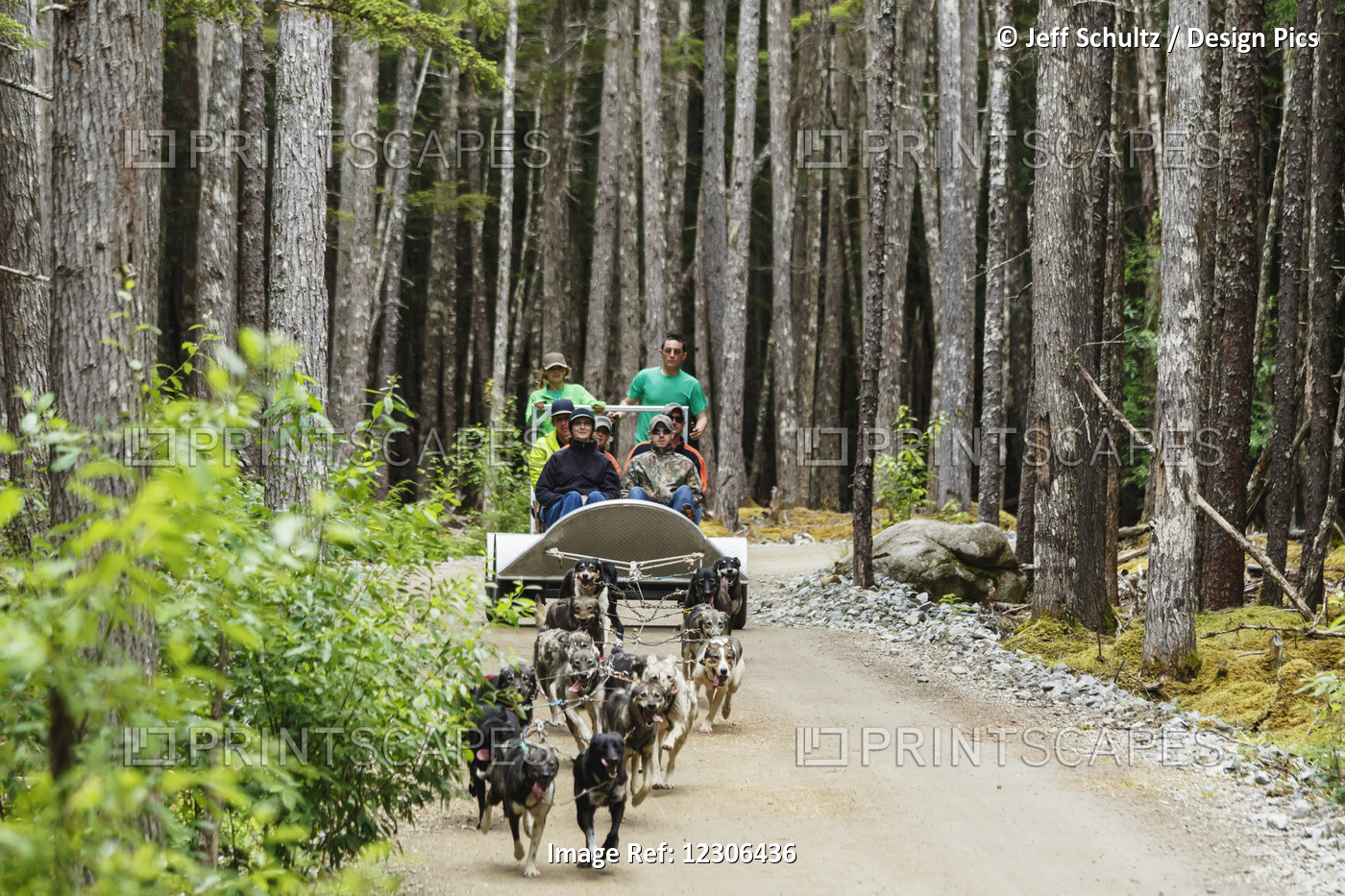 Ryan Redington Takes Tourists On Summer Dog Sled Ride In Dyea, Alaska Near ...
