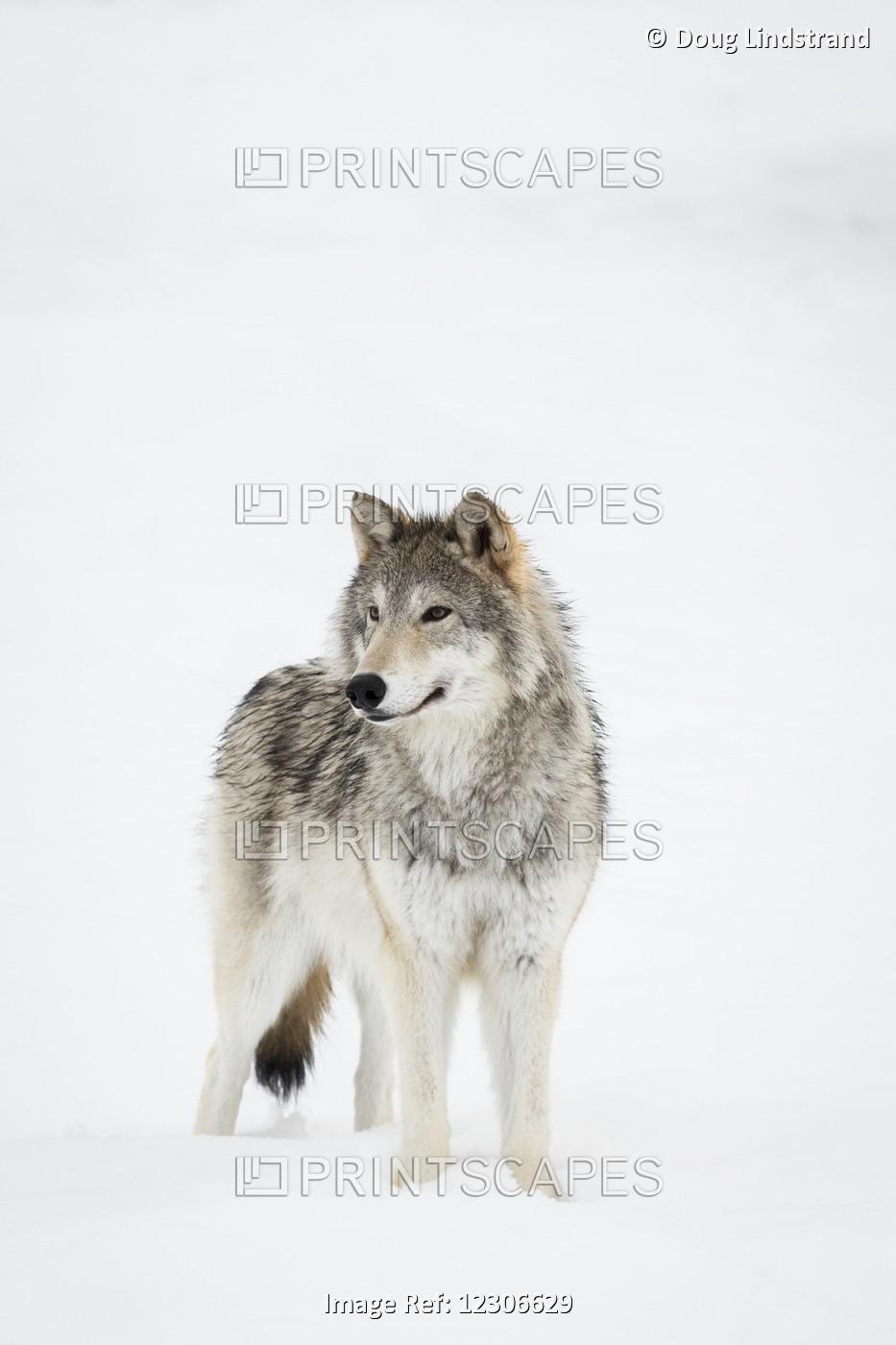 Captive: Female Tundra Wolf In Snow, Alaska Wildlife Conservation Center, ...