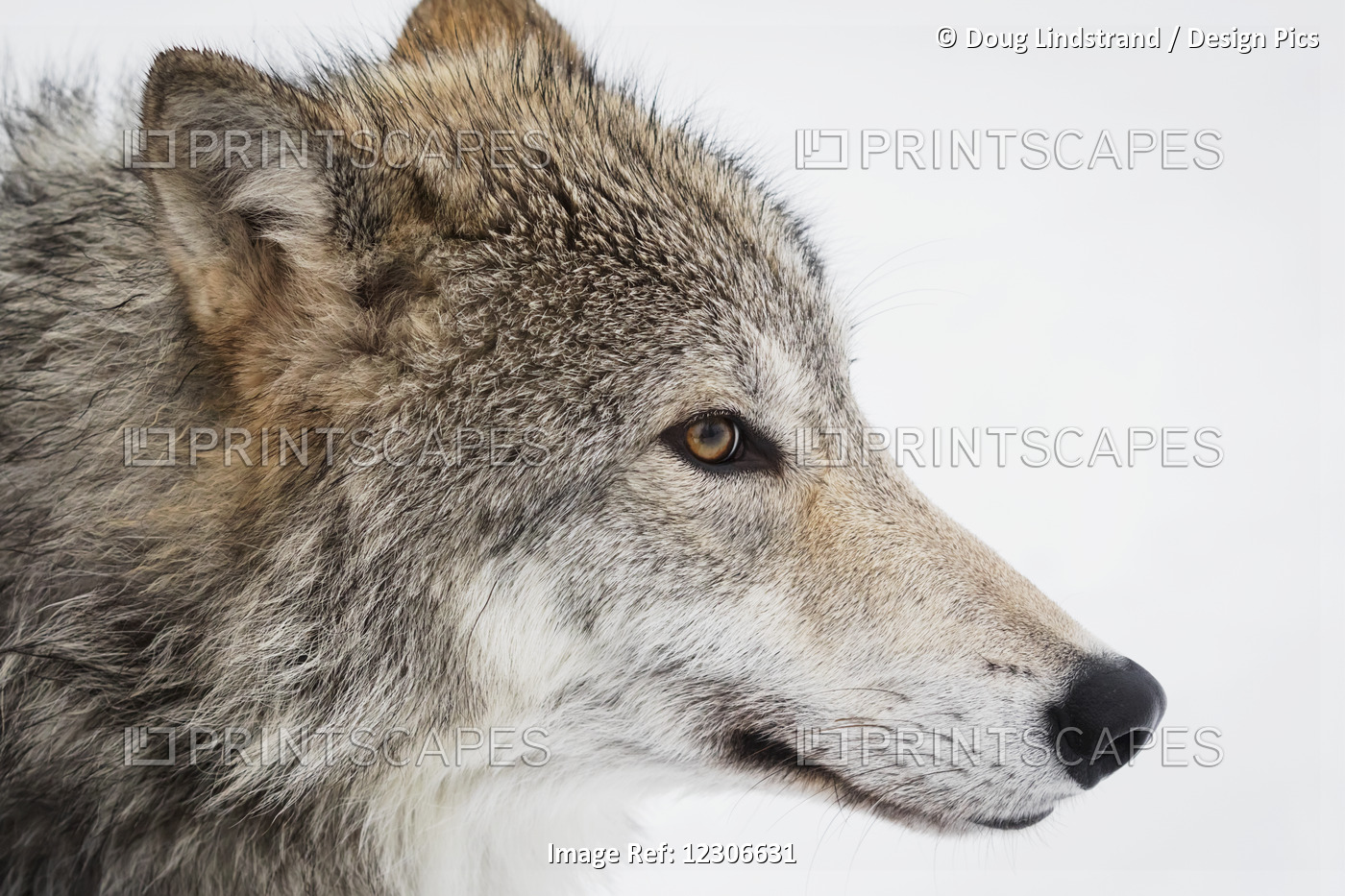 Captive: Close Up Profile Of A Female Tundra Wolf, Alaska Wildlife Conservation ...