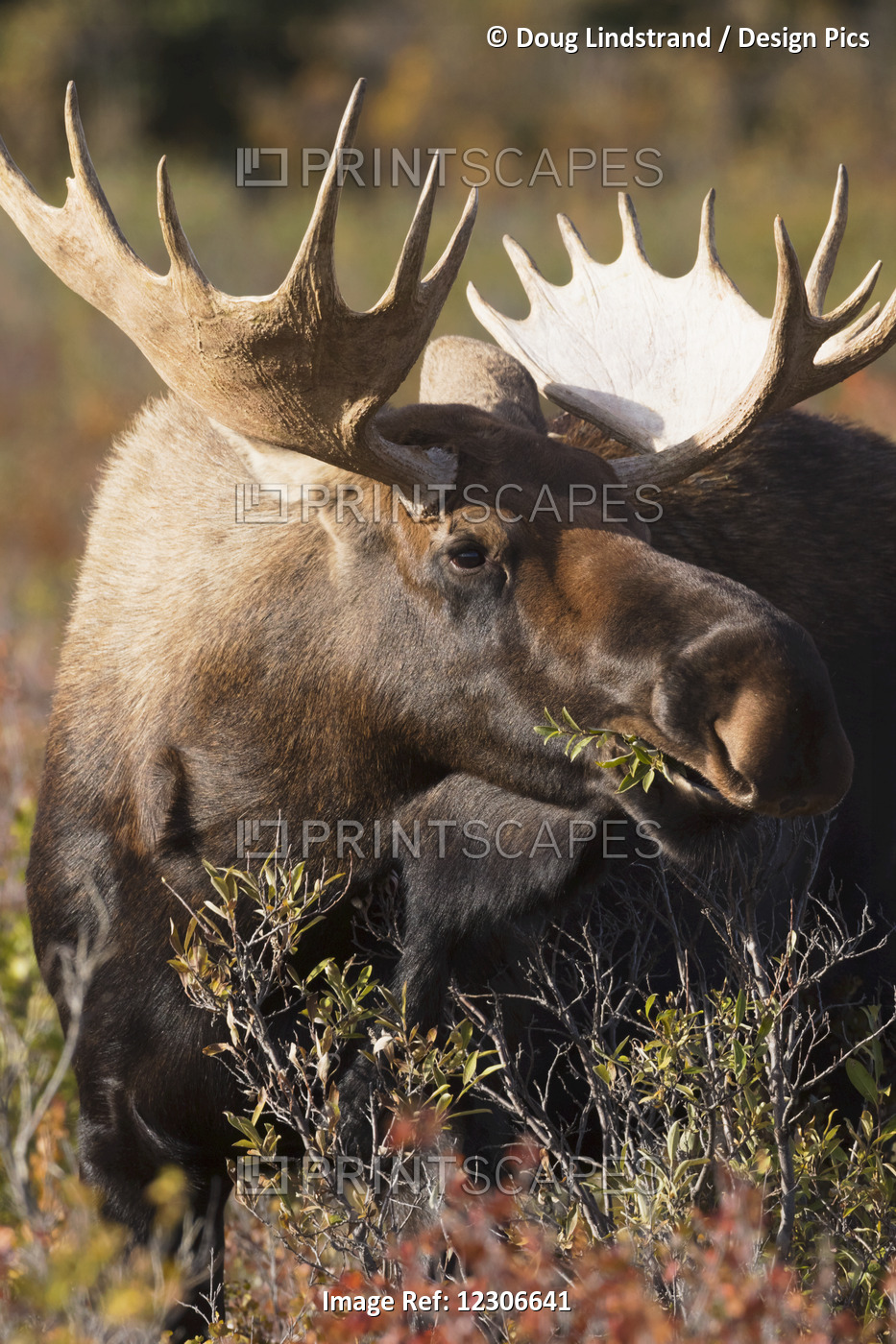Bull Moose Standing In Autumn Foliage, Denali National Park And Preserve, ...