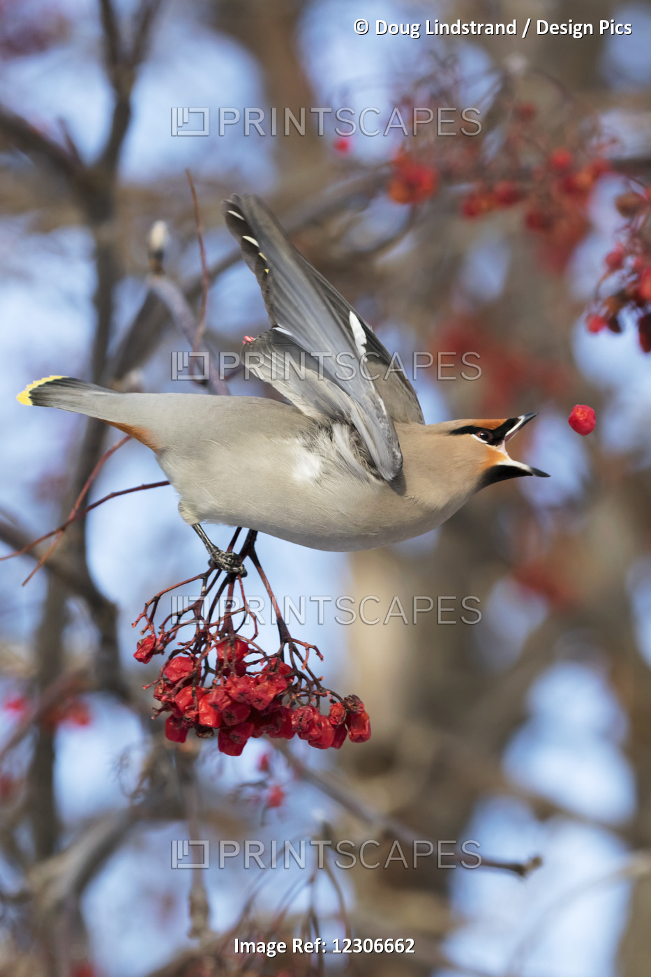 Bohemian Waxwing About To Catch A Falling Mountain Ash Berry, Anchorage, ...