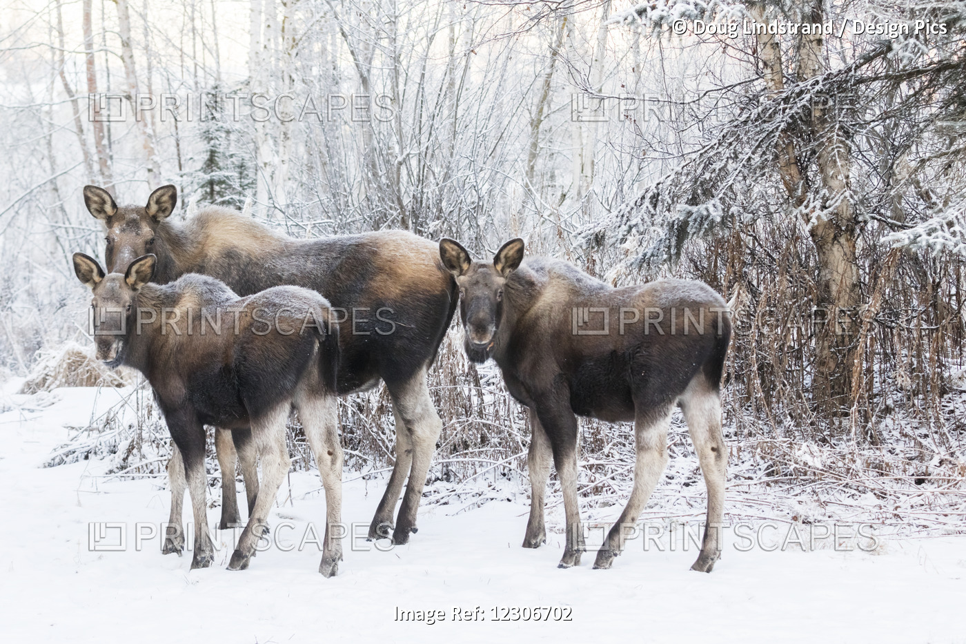 A Cow Moose With Twin Calves Stand In Mid-Town Anchorage During A Wintry ...