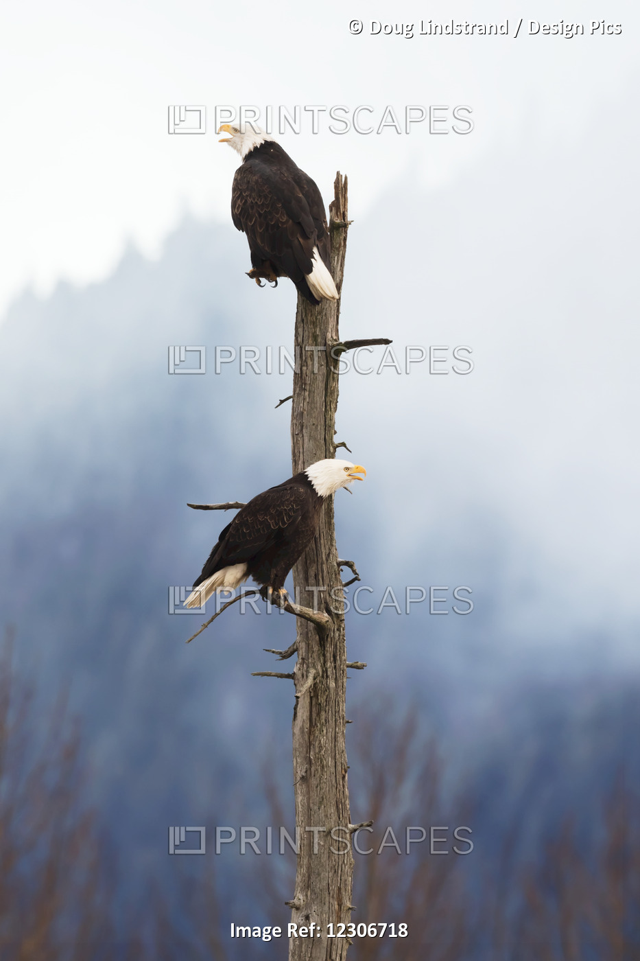 Adult Bald Eagles (Haliaeetus Leucocephalus) Perched On Top Of A Dead Tree, ...