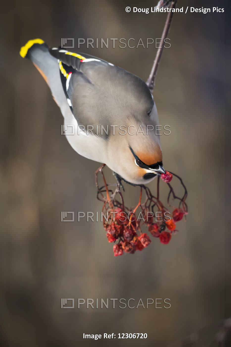 Bohemian Waxwing (Bombycilla Garrulus) Feeds On Mountain Ash Berries; ...