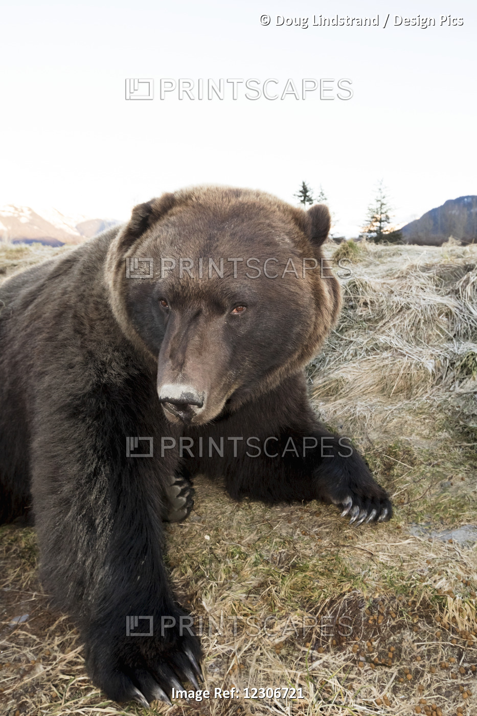 Adult Brown Bear (Ursus Arctos) Captive In The Alaska Wildlife Conservation ...