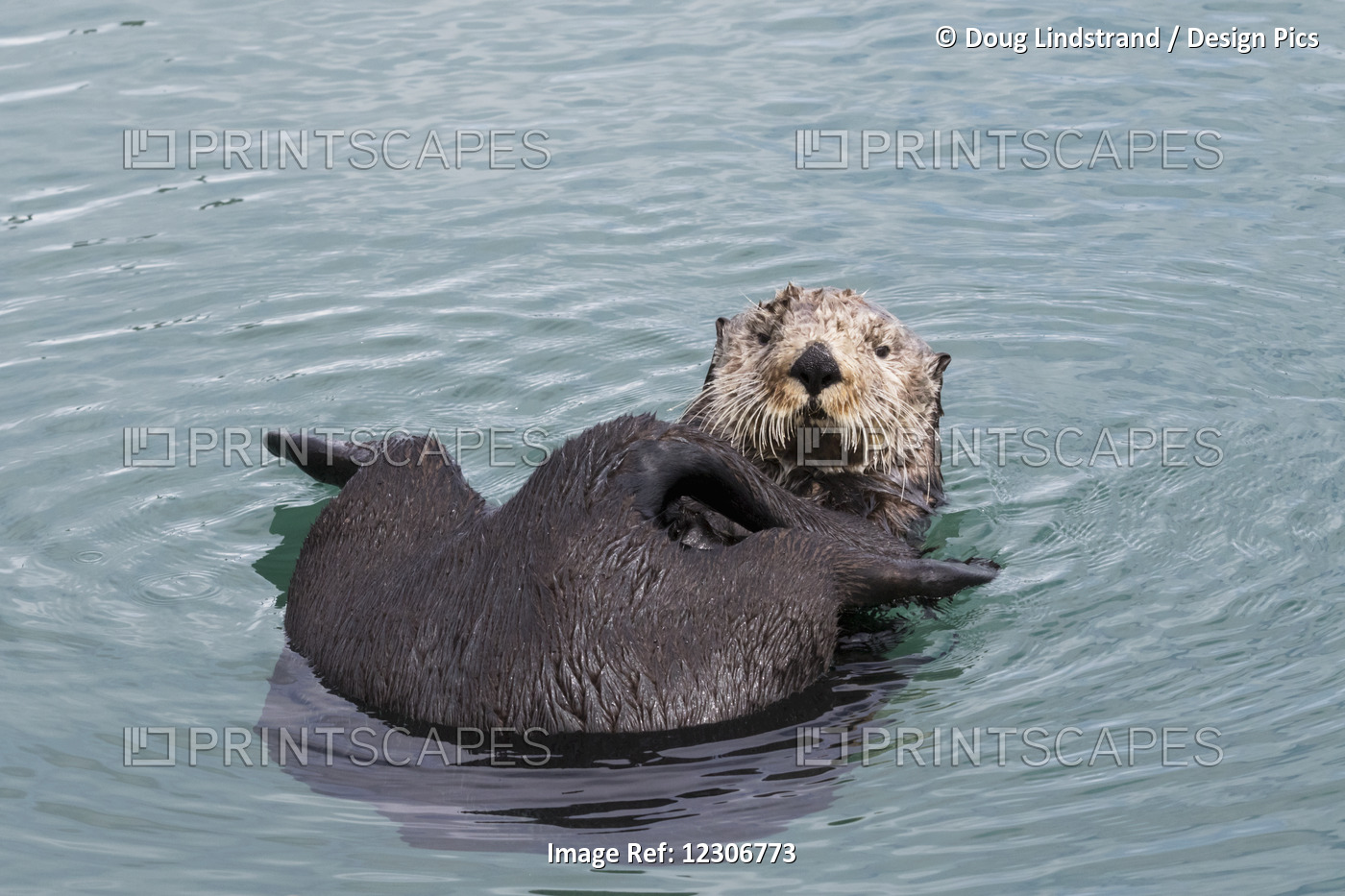A Lone Otter (Enhydra Lutris) Swims In Resurrection Bay, Cleaning It's Fur; ...