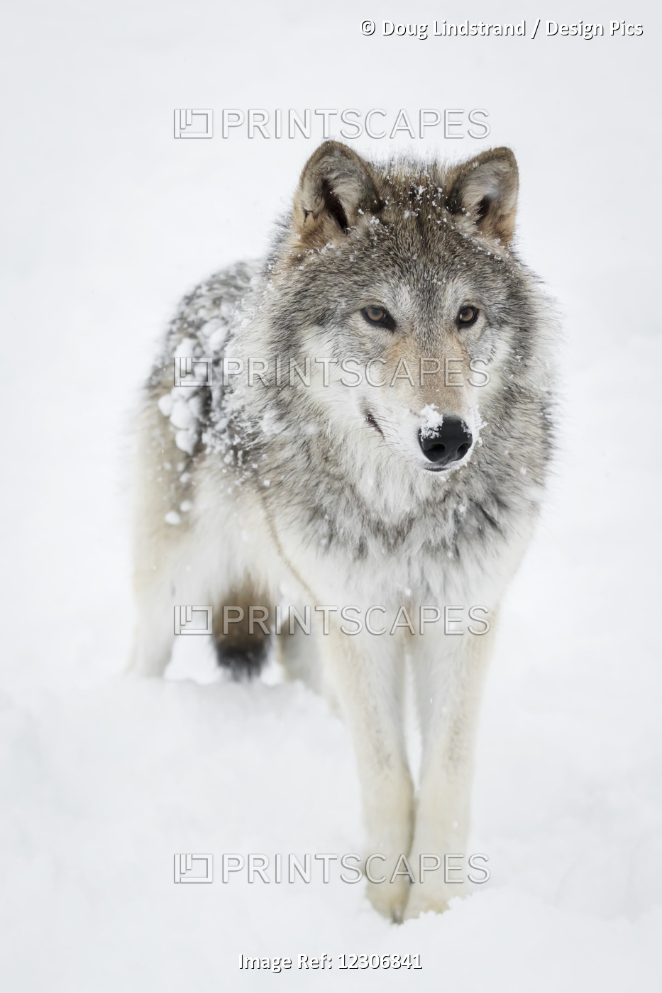 Female Tundra Wolf (Canis Lupus Albus) Plays And Walks Around Snow, Captive At ...