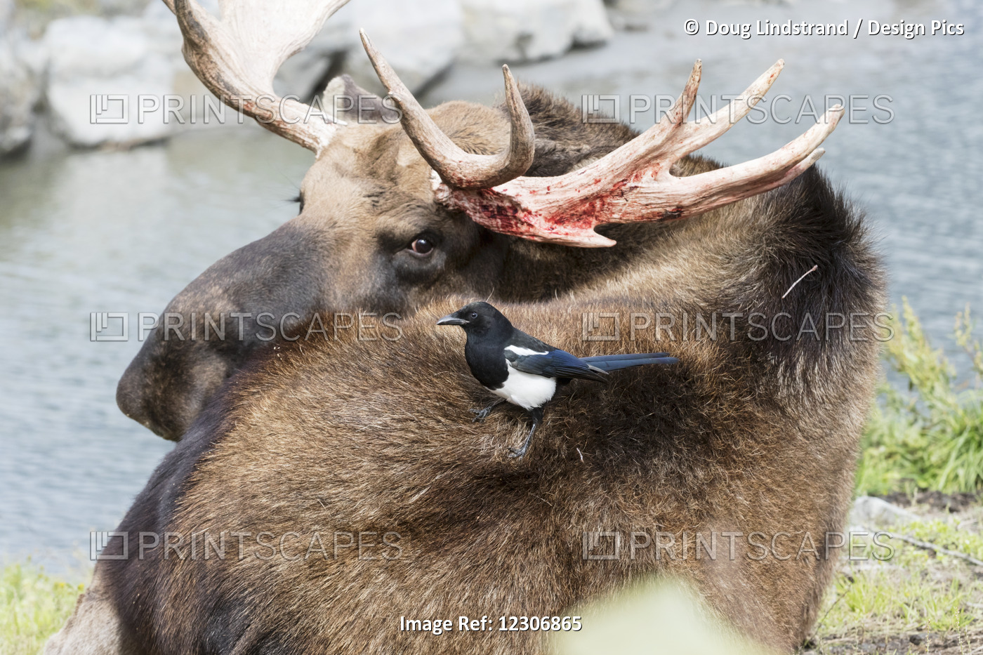 Bull Moose (Alces Alces) Irritated By A Black-Billed Magpie (Pica Hudsonia) ...