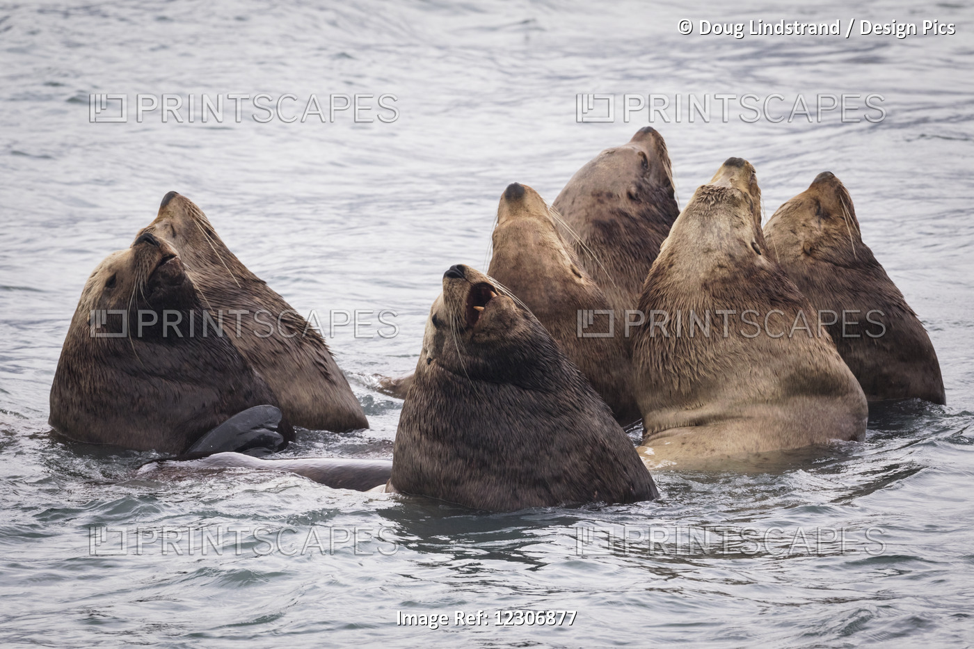 Herd Of Stellar Sea Lions In Shallow Water Near Dayville Road, Valdez, ...