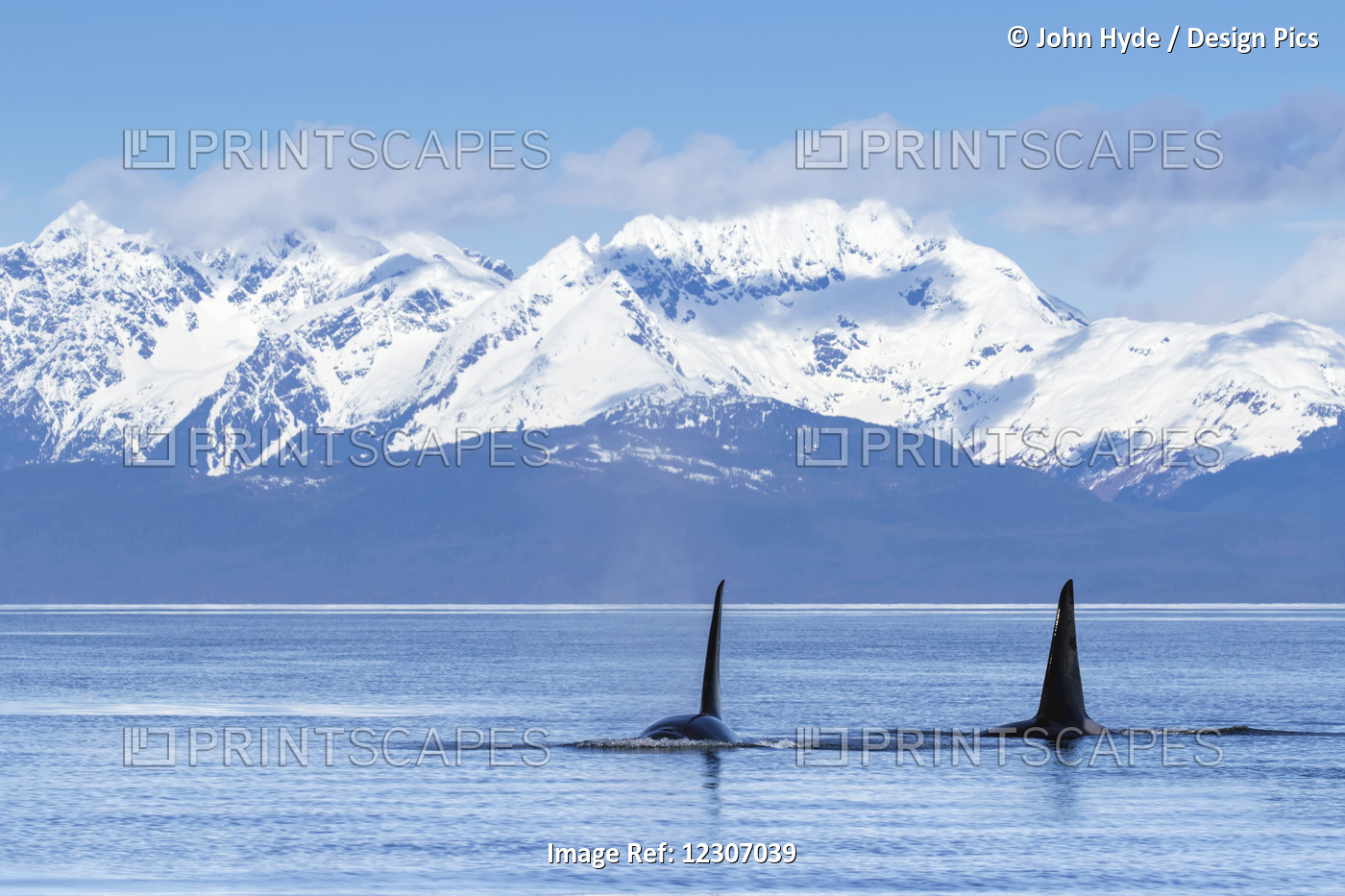 Two Male Orca Whales, Or Killer Whales, (Orcinus Orca) Surface Near Juneau In ...