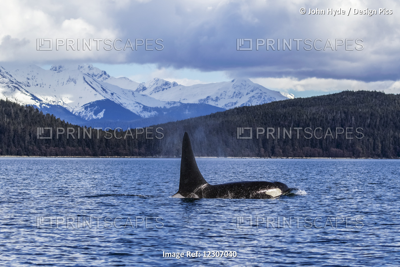 An Orca Whale, Or Killer Whale, (Orcinus Orca) Surface Near Juneau In Lynn ...
