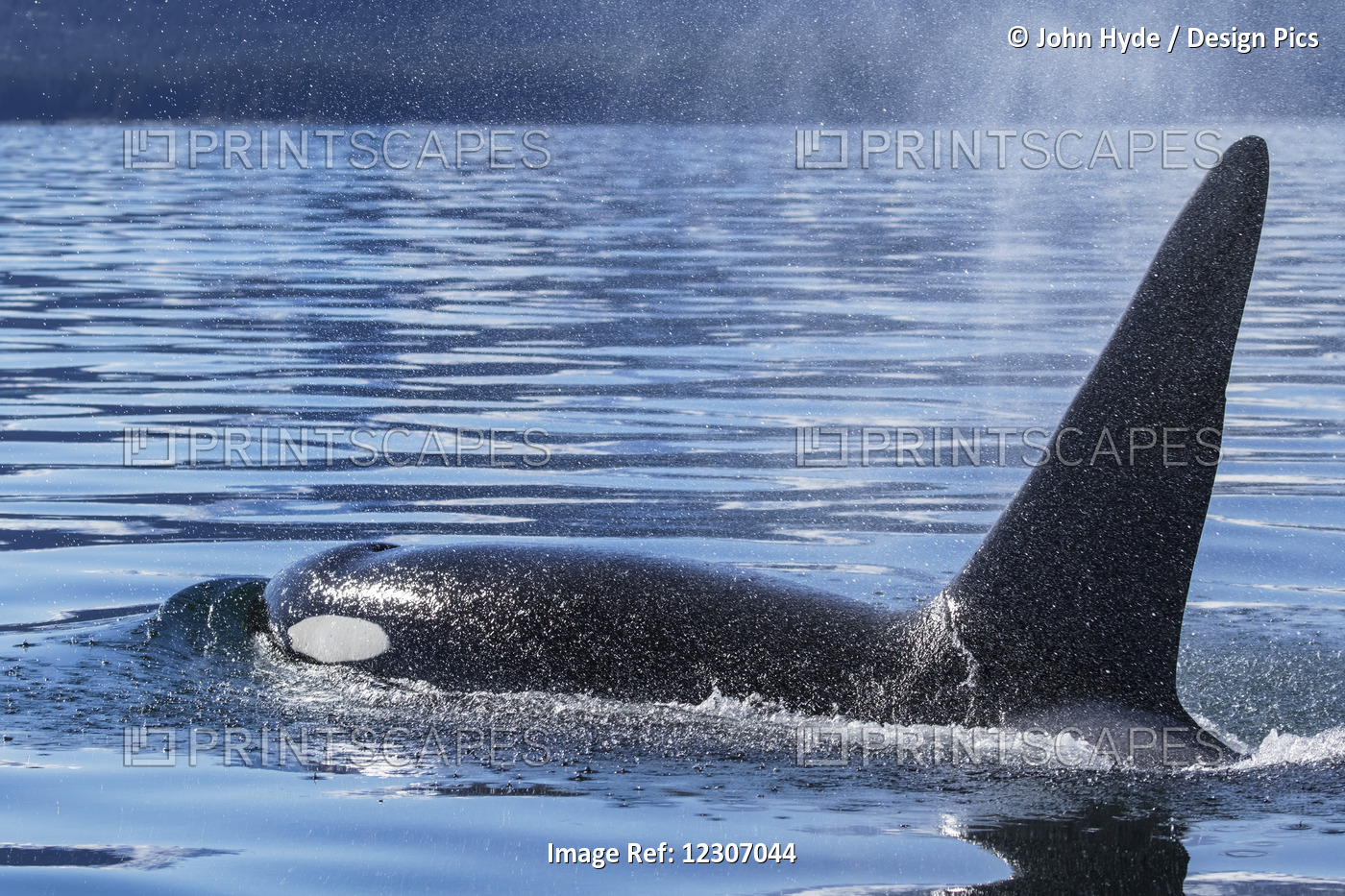 An Orca Whale (Killer Whale) (Orcinus Orca) Surfaces Near Juneau, Lynn Canal, ...