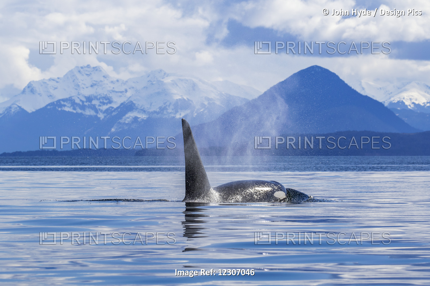 An Orca Whale (Killer Whale) (Orcinus Orca) Surfaces Near Juneau, Lynn Canal, ...