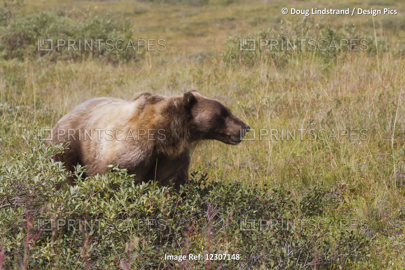 Grizzly Bear (Ursus Arctos Horribilis) Near Park Road, Denali National Park And ...