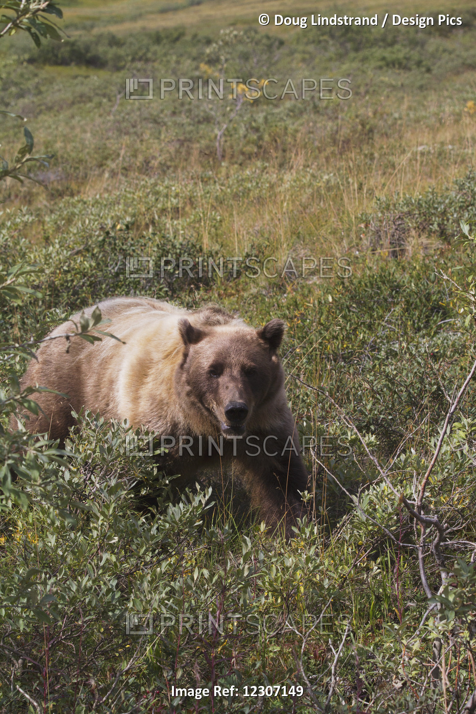 Grizzly Bear (Ursus Arctos Horribilis) Near Park Road, Denali National Park And ...