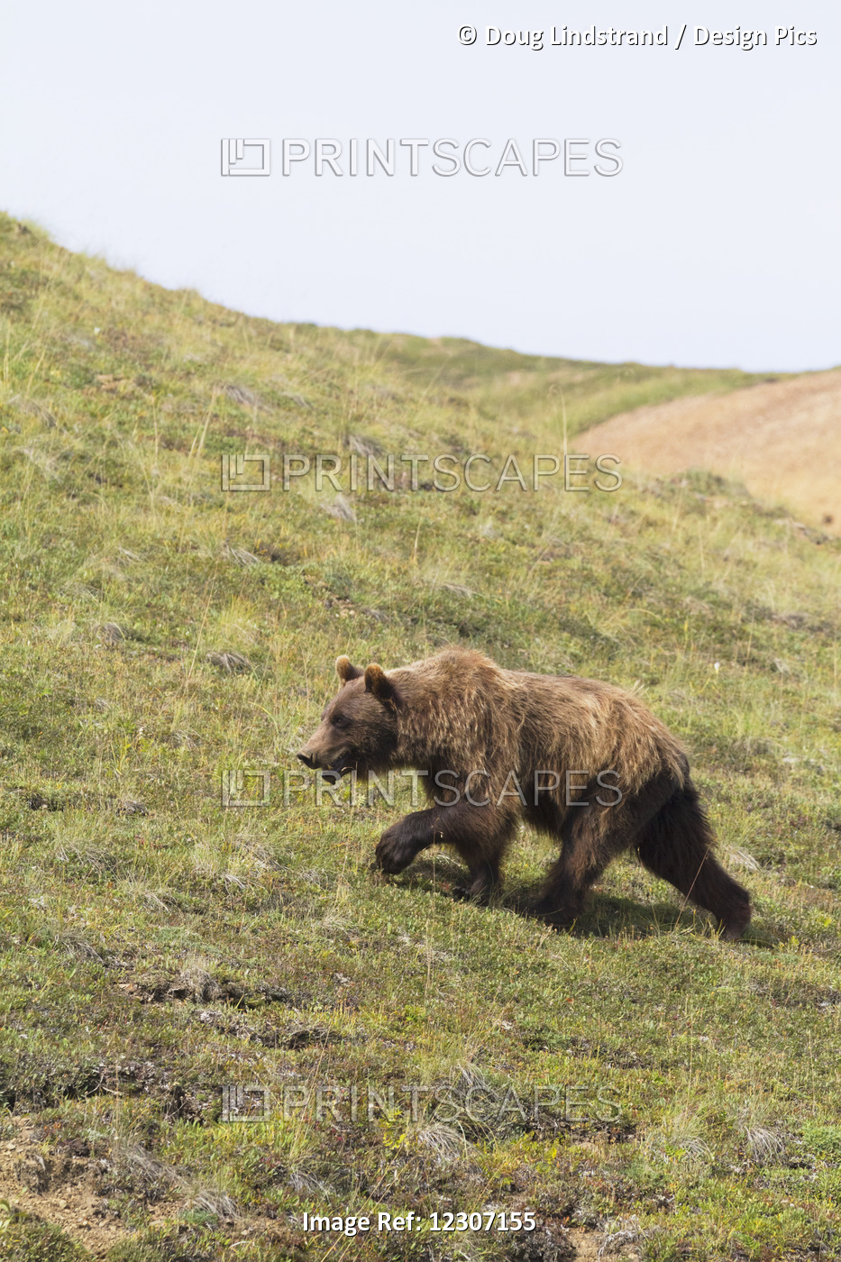 A Mature Grizzly (Ursus Arctos Horribilis) Walks Across The Tundra Near The ...