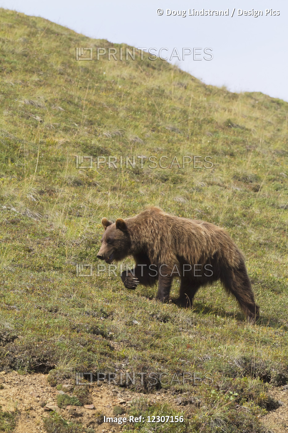 A Mature Grizzly (Ursus Arctos Horribilis) Walks Across The Tundra Near The ...