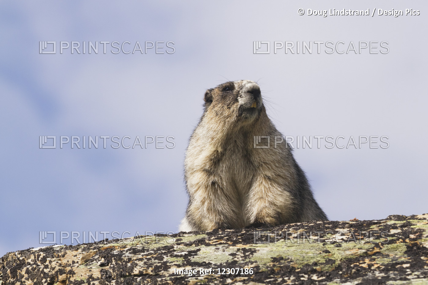 An Adult Hoary Marmot (Marmota Caligata) Suns Itself On A Rock In The High ...