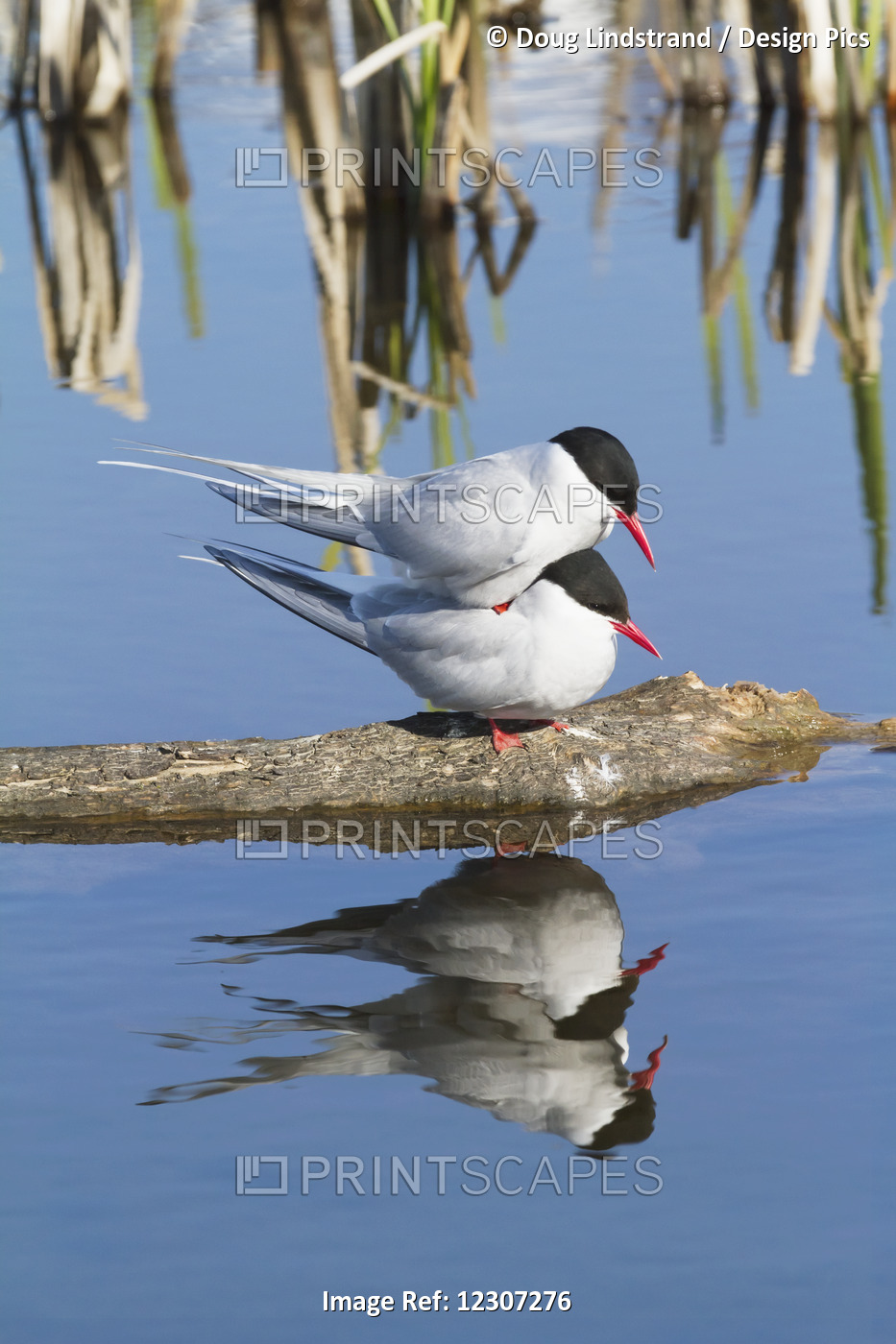 Arctic Tern (Sterna Paradisaea) Showing Aggression At Potter Marsh, Summertime ...