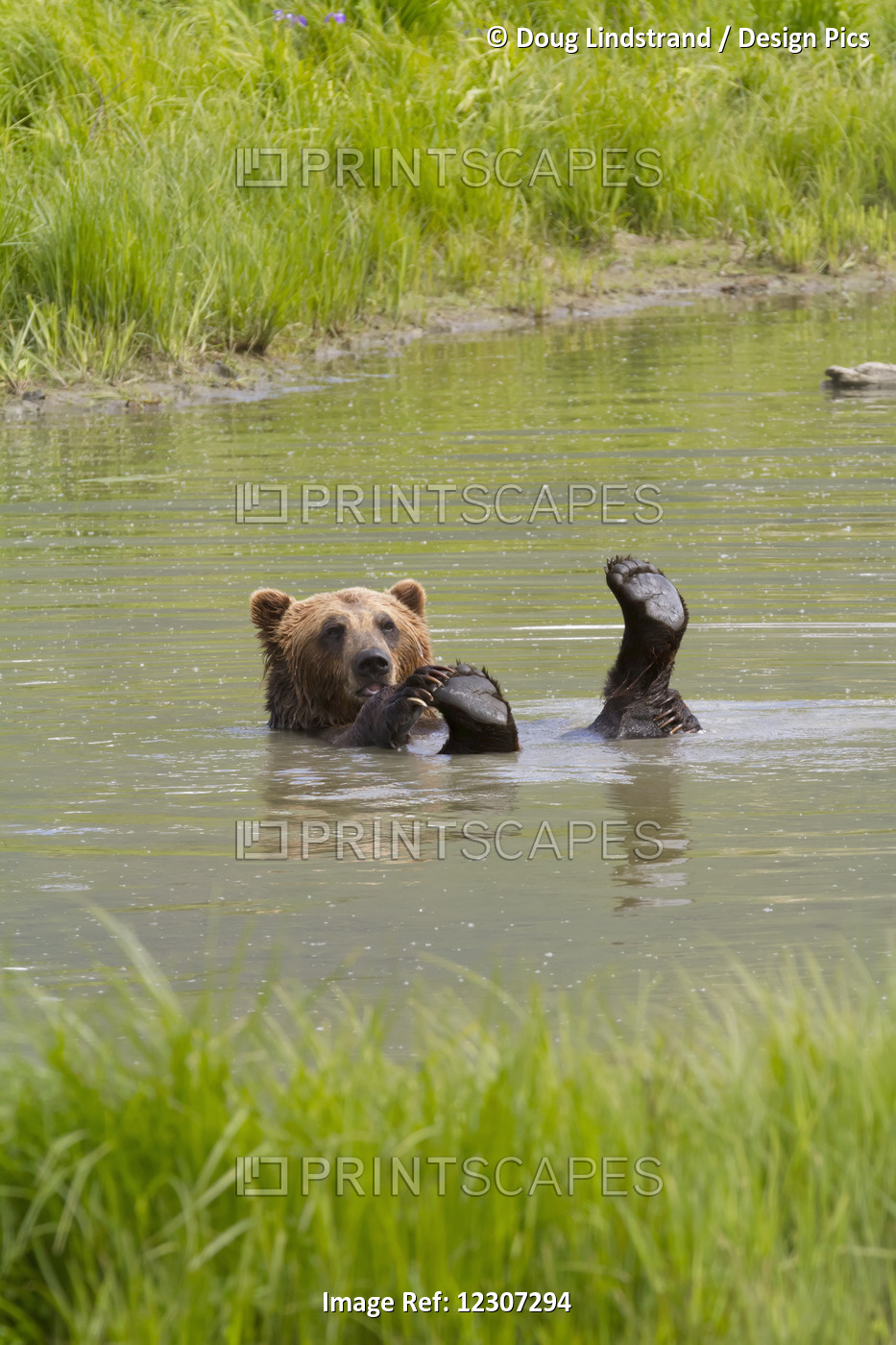 Captive Brown Bear (Ursus Arctos) Playing In Pond At Alaska Wildlife ...
