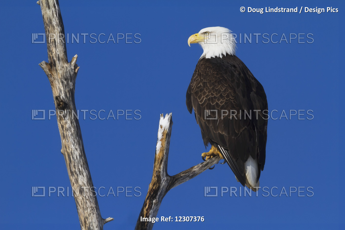 Bald Eagle (Haliaeetus Leucocephalus) Perched On Branch In South-Central ...