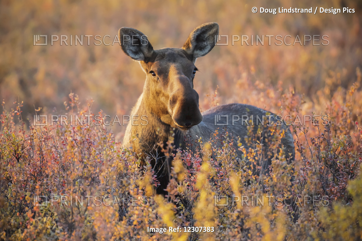 A Cow Moose (Alces Alces) Stands In Nice Light In Denali National Park And ...