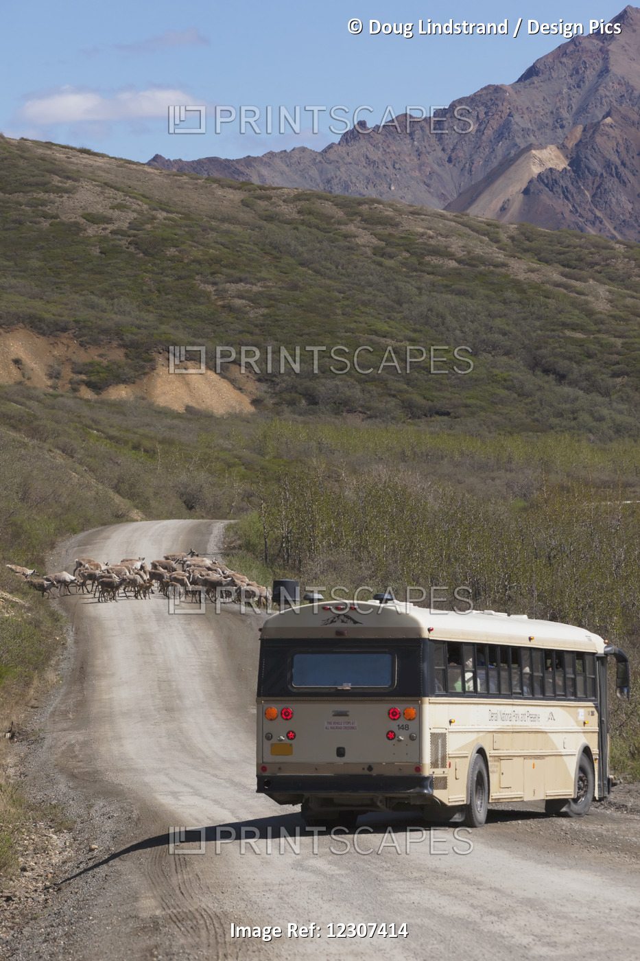 A Tour Bus Turns Sideways On The Park Road To Watch A Herd Of Caribou Cross In ...