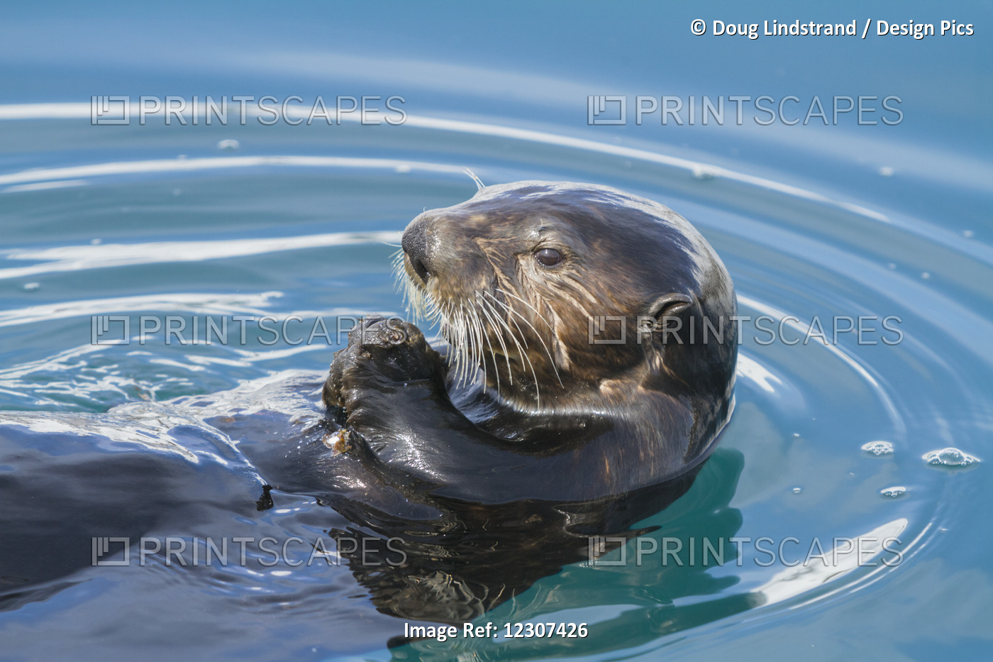 A Sea Otter Floats In The Whittier Small Boat Harbor And Munches On Starfish, ...