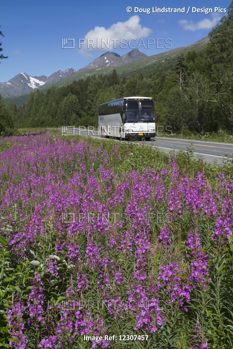 A Tour Bus Travels On The Richardson Highway In Summer With Fireweed In The ...