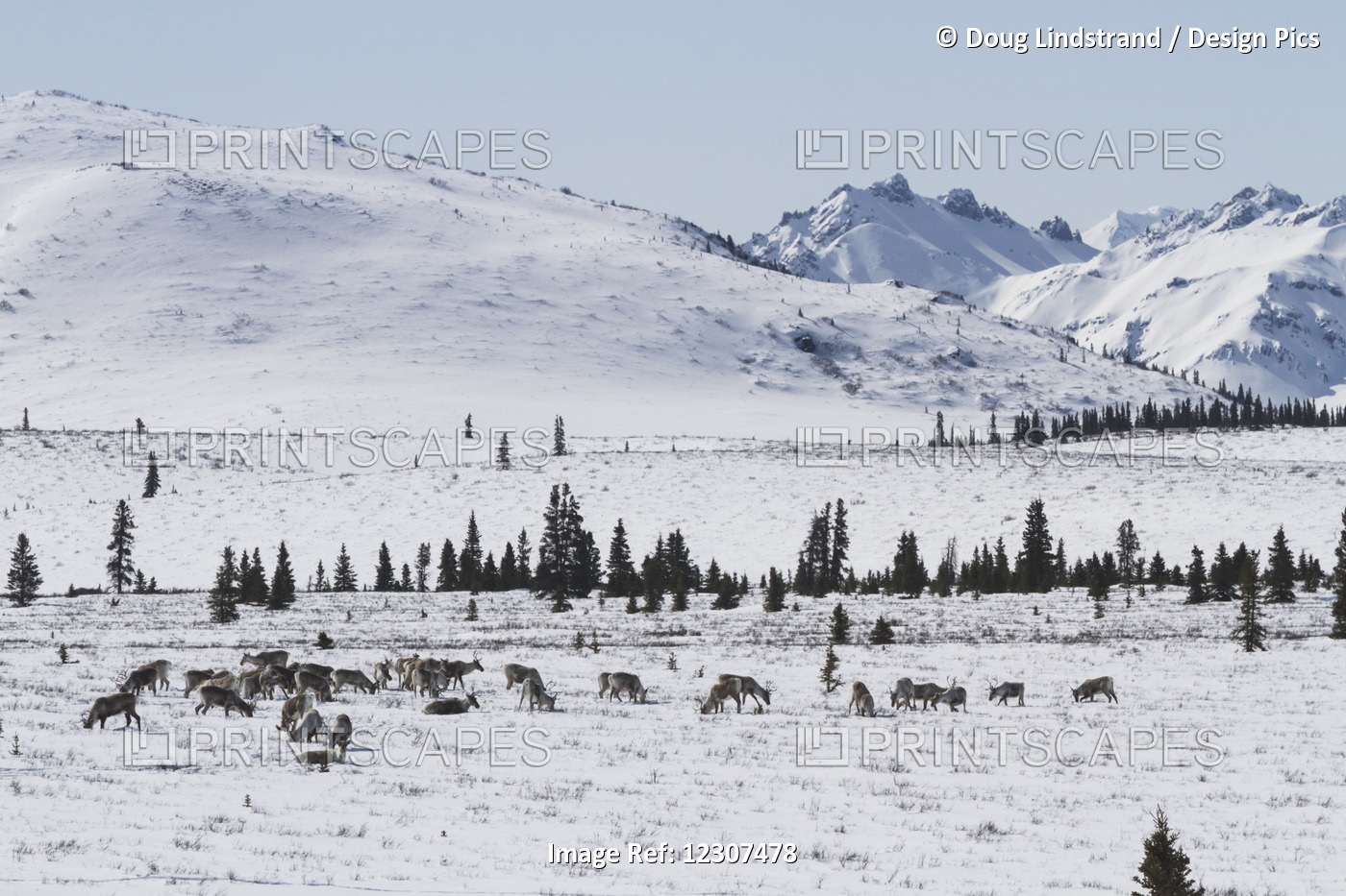 Snowy View Of A Herd Of Caribou Near The Park Road In Early Spring, Denali ...