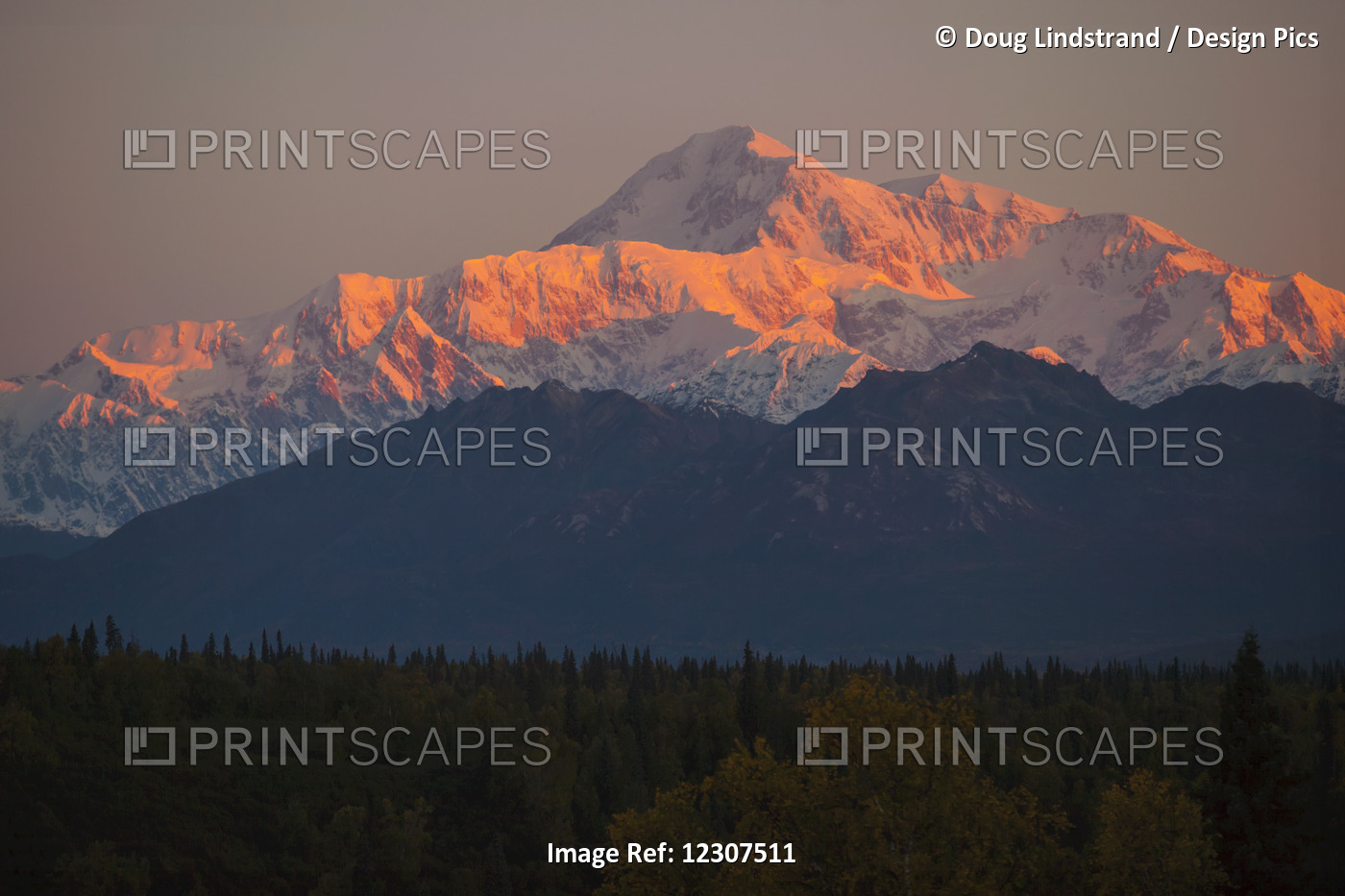 Alpenglow On Denali At First Light As Seen From The Parks Highway Near Mile ...