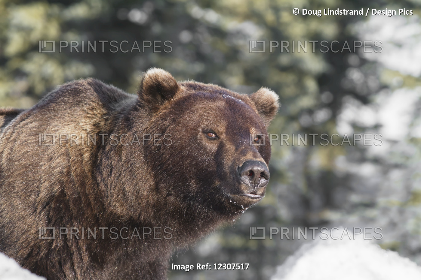 Close Up Of A Grizzly In Spring, Denali National Park, Interior Alaska, USA