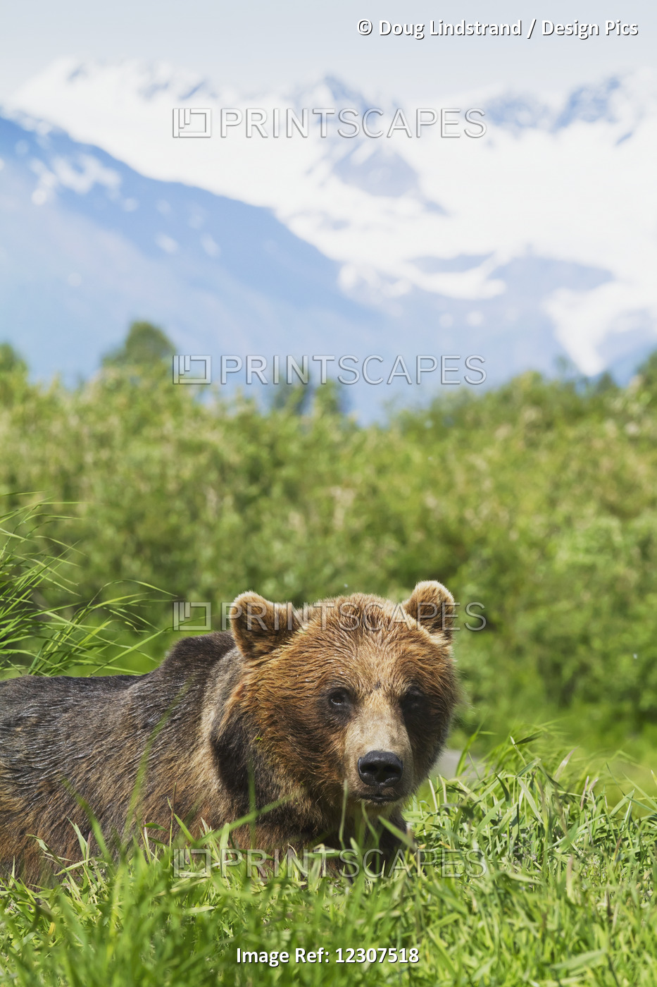 Captive: Close Up Of A Grizzly Standing Among Grasses At The Alaska Wildlife ...