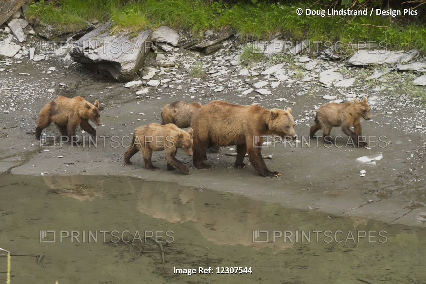 Brown Bear Sow With Four 1.5 Year Old Cubs Near The Fish Hatchery, Allison ...