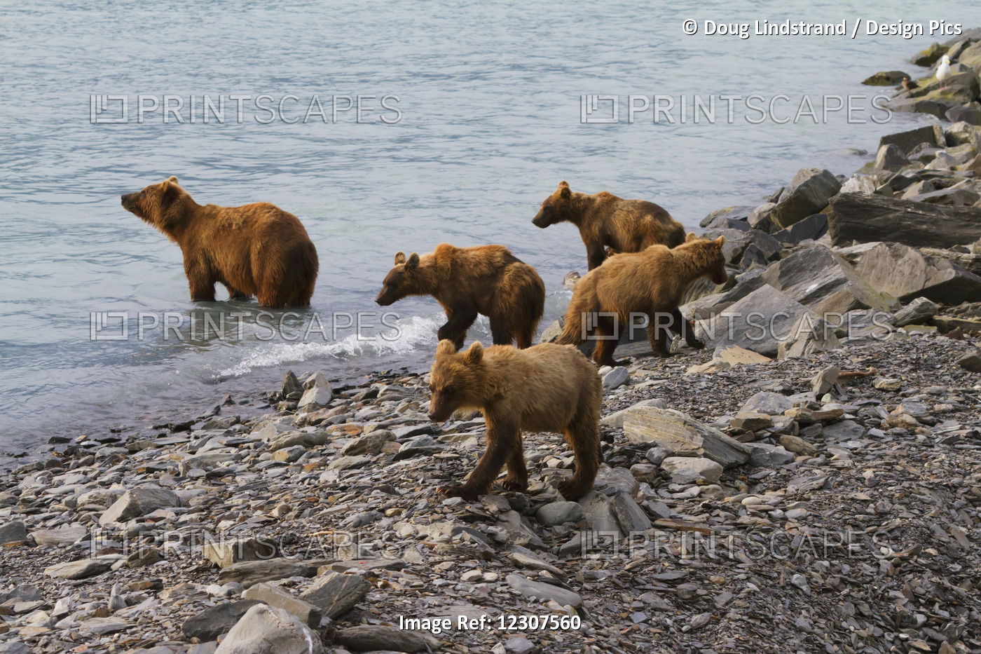 Brown Bear Sow With Four 1.5 Year Old Cubs Near The Fish Hatchery, Allison ...
