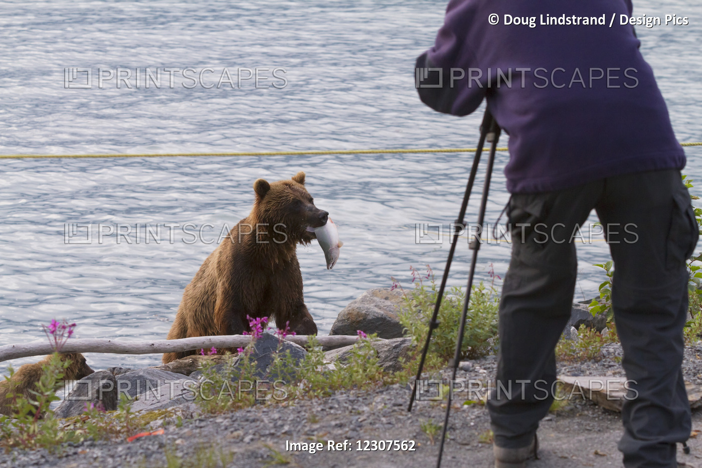 Brown Bear Sow With A Pink Salmon In Her Mouth Coming Up From The Ocean Near A ...