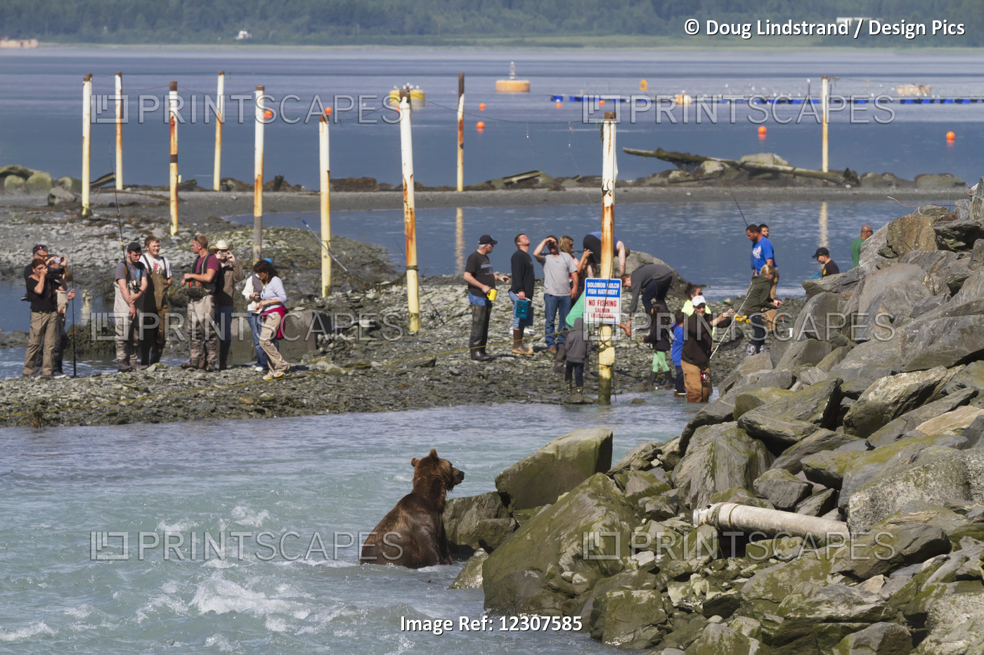 A Brown Bear Sow Bear Fishes Near The Hatchery With Fishermen Close By, Allison ...