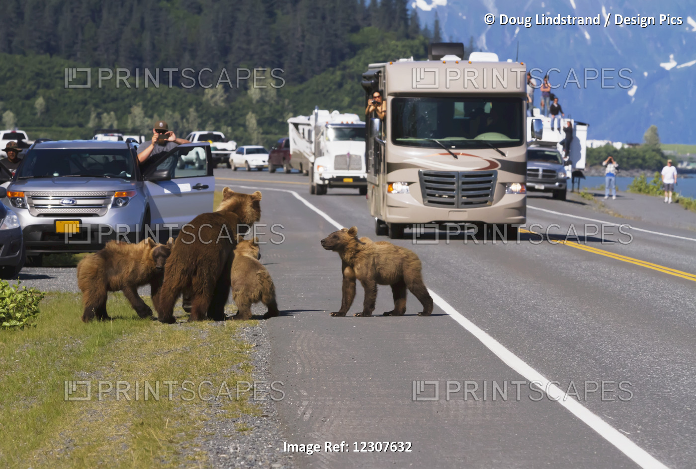 Tourists And Traffic Look On While A Mother Brown Bear And Three Cubs Wait On A ...