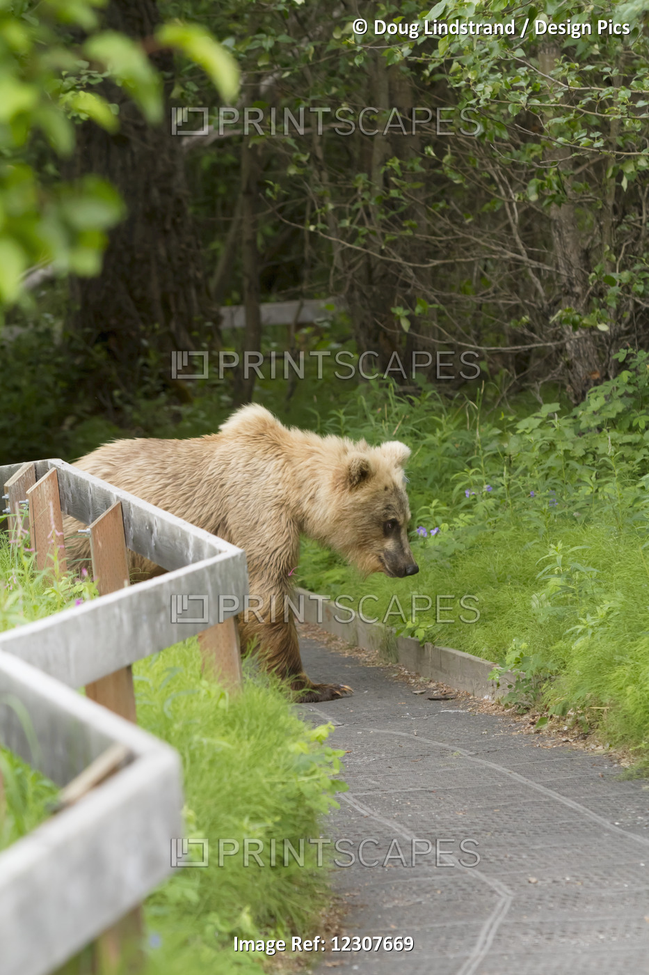 Brown Bear On A Paved Path Next To The Russian River, Kenai Peninsula, ...