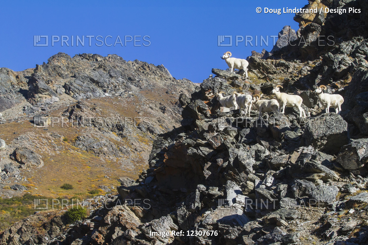 Dall Sheep Rams In Denali National Park & Preserve. Summer. Interior Alaska.