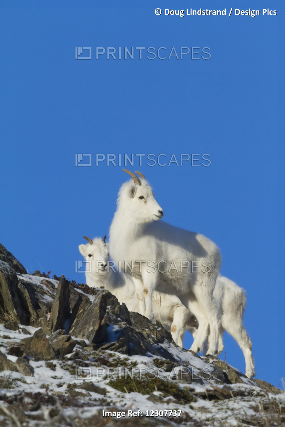 Group Of Dall Sheep Ewes Stand Together And Look At Other Sheep Behind Them. ...