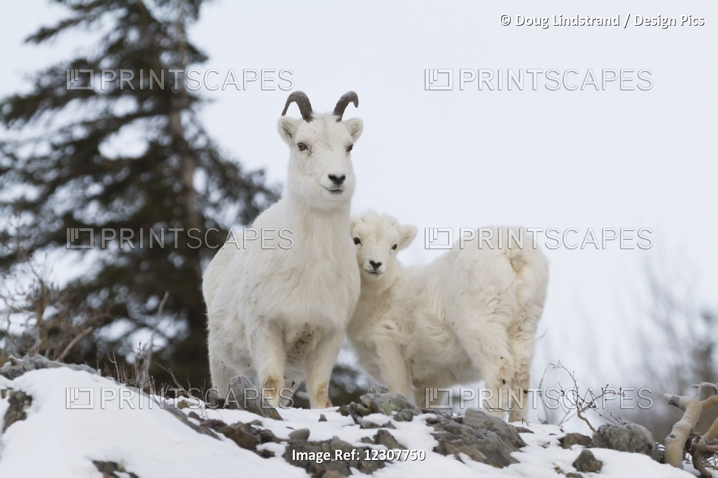 Dall Sheep Ewe Stands With Her Lamb In The Windy Point Area Of The Chugach ...