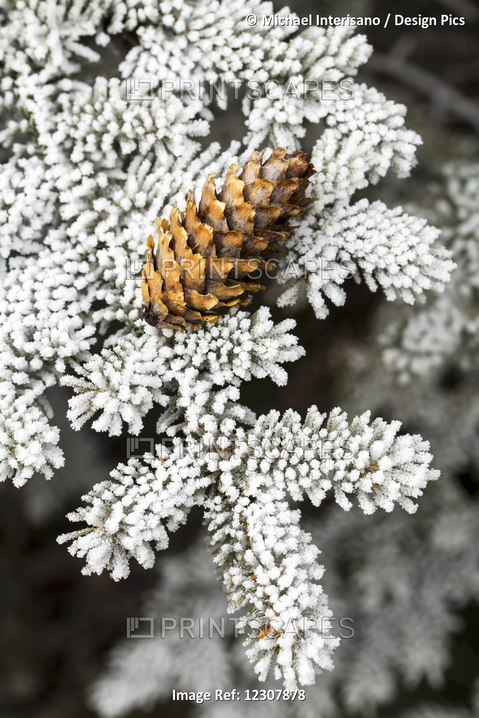 Close Up Of Frosted Evergreen Tree Needles With Pine Cone; Calgary, Alberta, ...