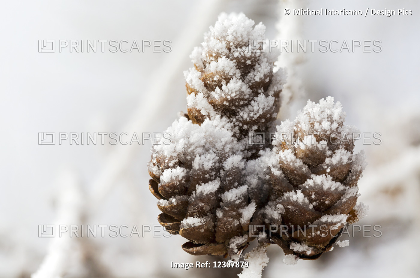 Close Up Of Frosted Pine Cones; Calgary, Alberta, Canada