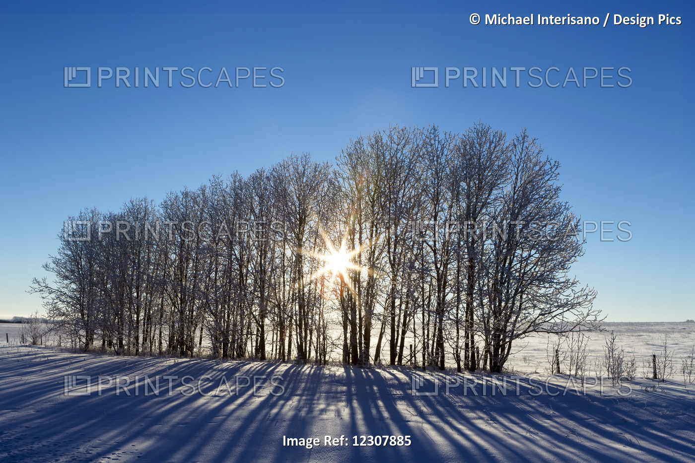 Silhouette Of A Row Of Trees In A Snow Covered Field With Sun Burst And Blue ...