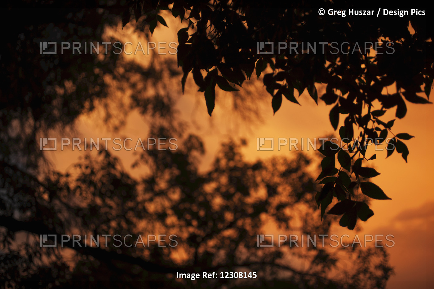 A Dramatic Orange Sky At Sunset With A Silhouette Of Leaves On A Tree; ...