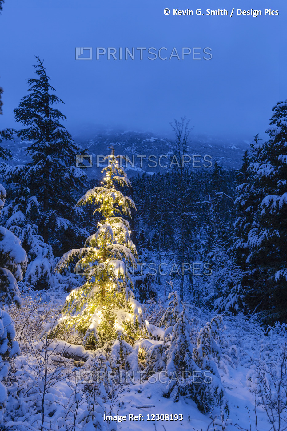 A Festive Mountain Hemlock Evergreen Tree Strung With White Lights And Covered ...