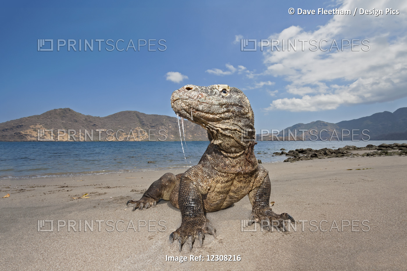 Komodo Dragon (Varanus Komodoensis), The World's Largest Lizard, With Saliva ...