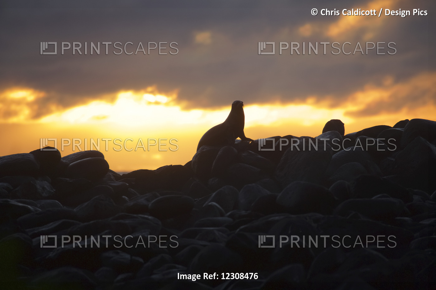 Sea Lion On Rocky Promontory Silhouetted Against A Golden Sunset