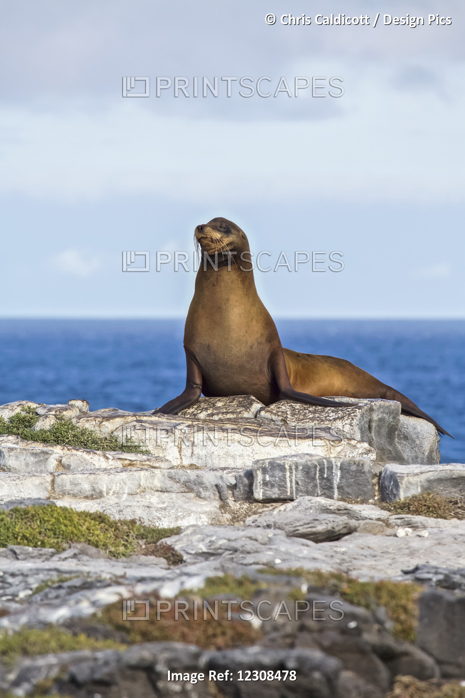 Sea Lion On Rocky Promontory Above Blue Sea Bay
